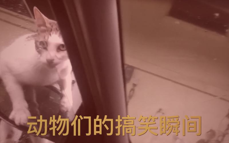 磁力狗任务队列界面，展示优先级设置与速度监控区域