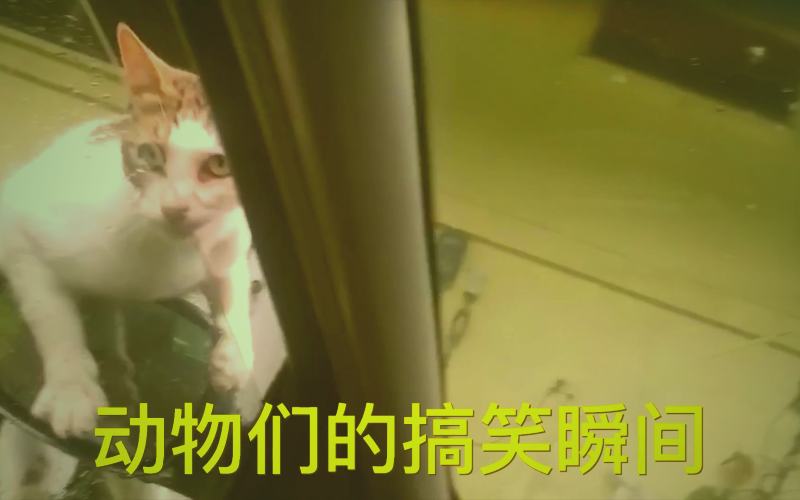 一个简洁的搜索界面，搜索框内输入‘哲学史合集’，下方是结构清晰的搜索结果列表
